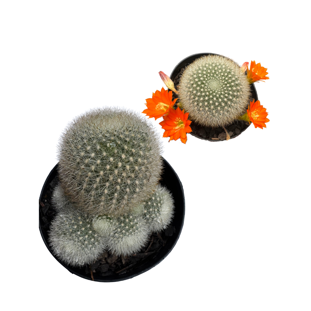 Cacto Ursinho Rebutia Muscula Muda Planta Natural de Sol Pleno Flor Laranja Cactos Raros