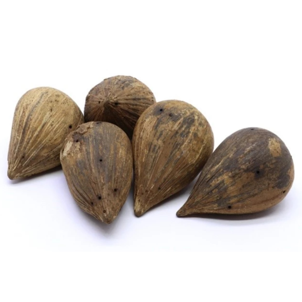 Fava Semente de IFA KIT 3 UNIDADES - Proteção - Sabedoria -Conexão com Sagrado - Firmeza - Assentamento - Ritual - Patua