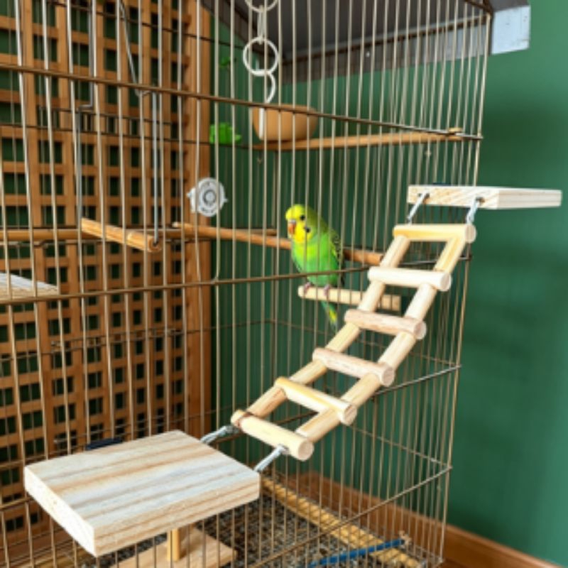 Kit poleiro Premium Kit Plataforma e Escadinha Para Aves Calopsita, Periquito e Agapornis
