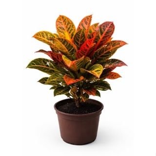 Muda Cróton Petra Envio Imediato em Oferta na Shopee