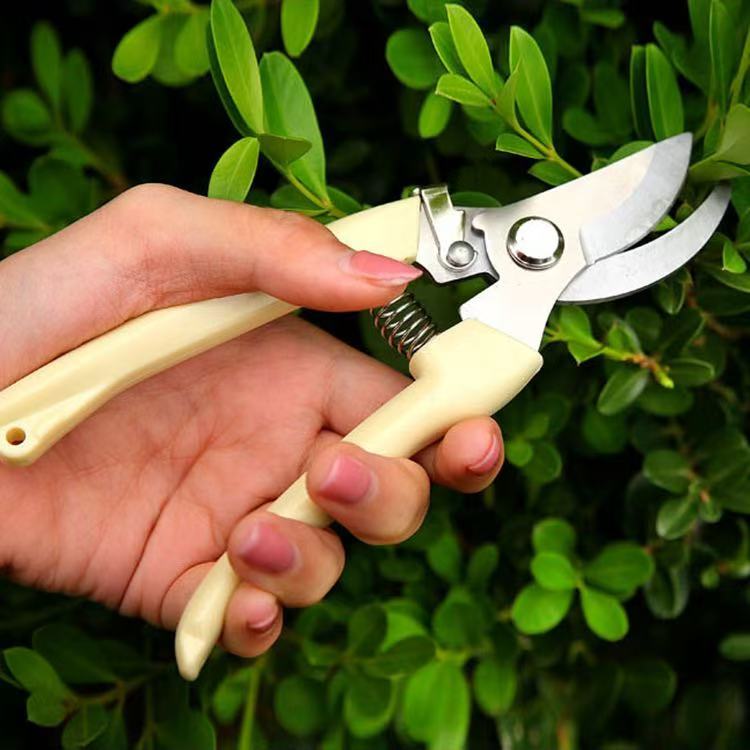 TESOURA DE PODA ECONOMICA DE FLRCA PARA JARDINAGEM,CORTAR BUQUE,PODAR BUQUE