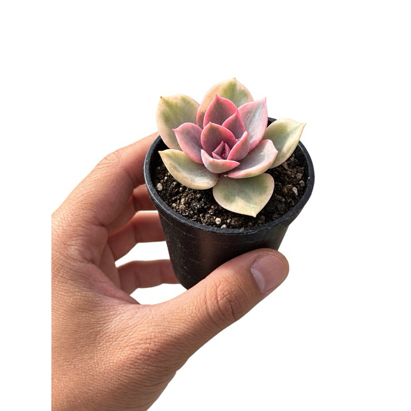 Echeveria Rainbow p06 – Muda Decorativa Colorida