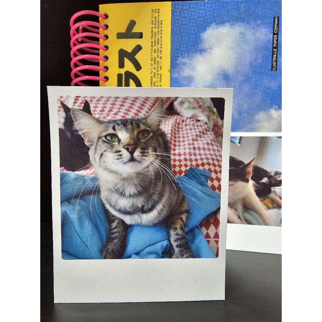 Kit 12 Fotos Estilo Câmera Instantânea Personalizadas 8x10 cm |Planner, Journal e Scrap|Borda Branca em Oferta na Shopee