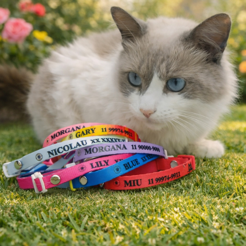 Coleira gato personalizado nome pet e telefone tutor - Coleira  gatos - coleira gatos personalizado