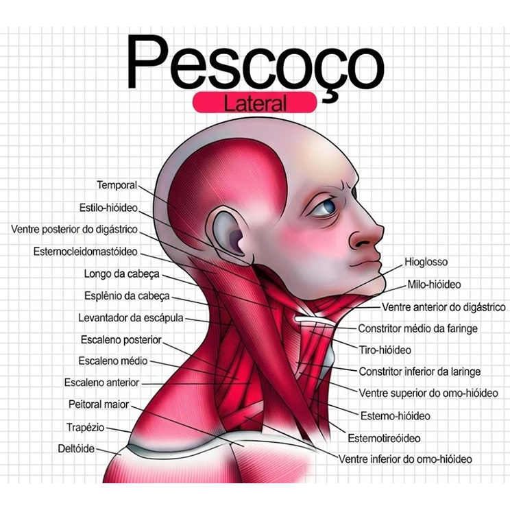 Apostila Muscular Sistema (medicina, fisioterapia, enfermagem e biomedicina)