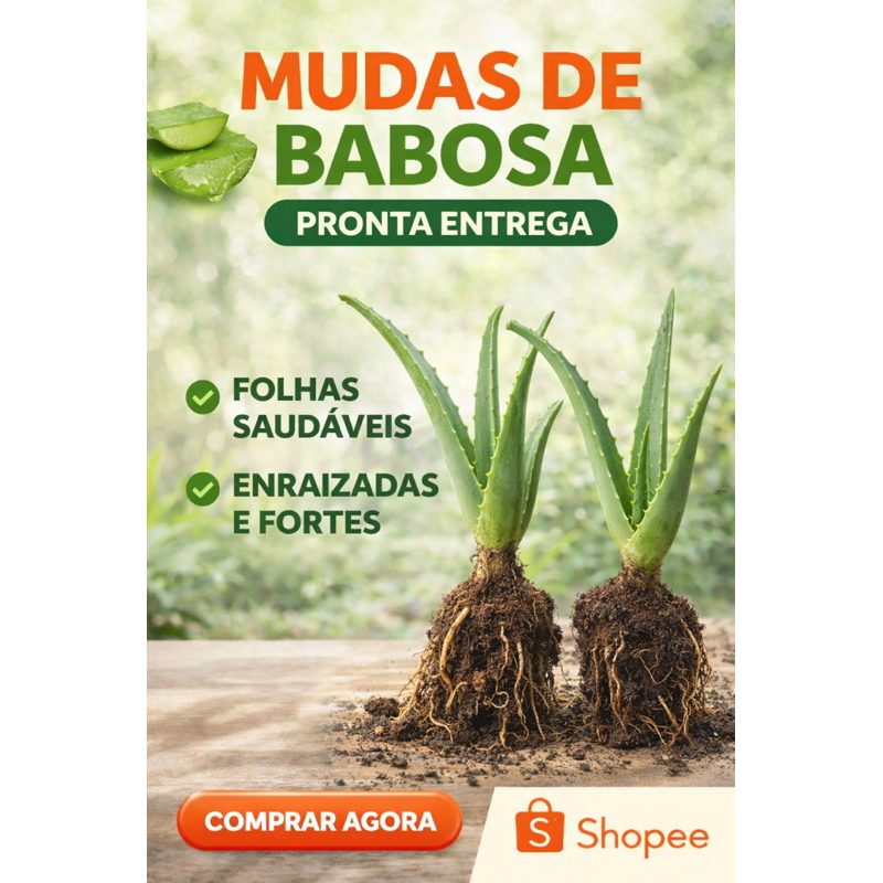 Muda de Babosa Natural (Aloe Vera) Enraizada – Planta Medicinal Fácil de Cultivar | Benefícios para Pele e Cabelo