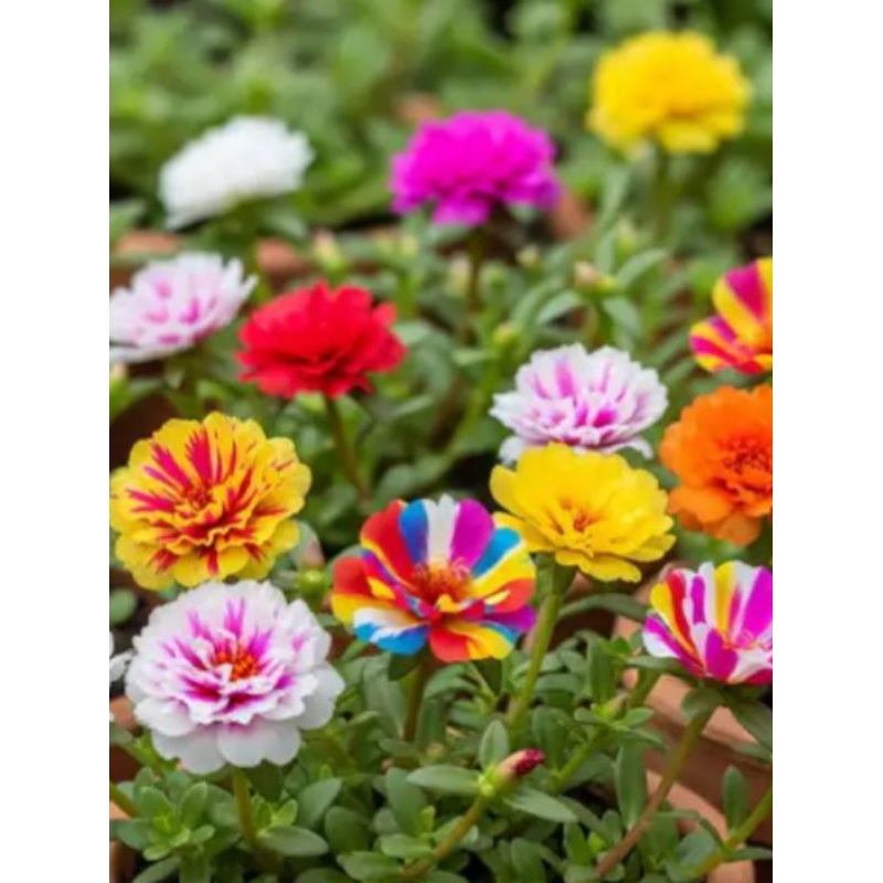 onze horas dobradas 5 estarquias da folhinha gordinha e palitinho