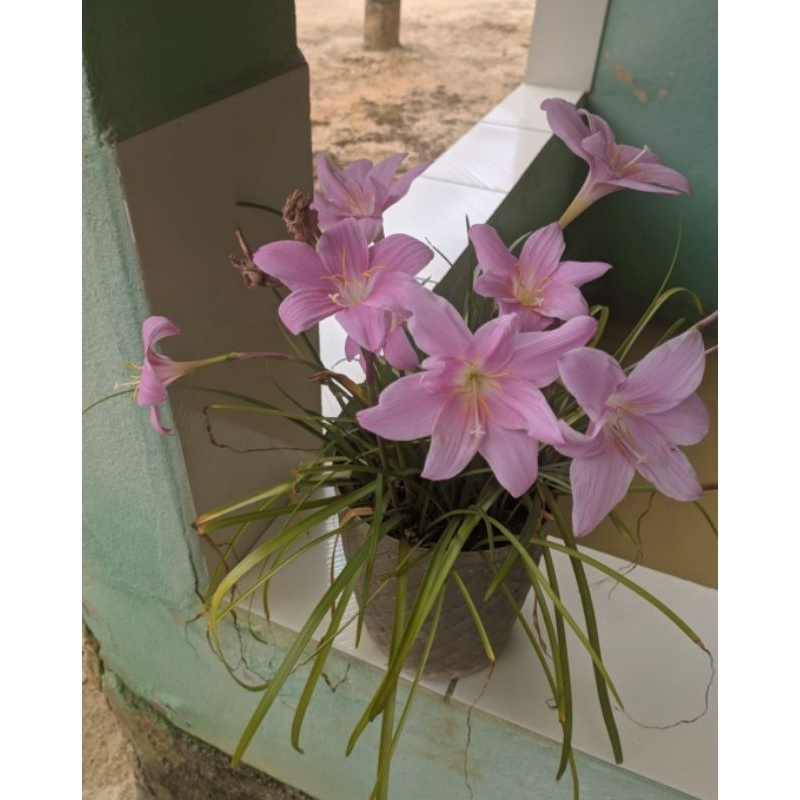 Lírio-da-chuva Rosa Gigante (Zephyranthes)_ 1 bulbo pronto para o plantio