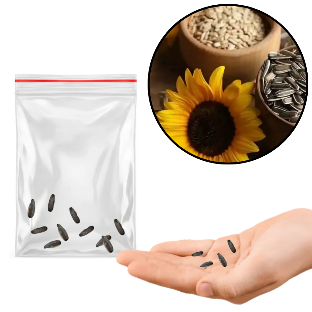 Sementes S1  Girassol Jardim 100% Natural Alta germinação Plantio