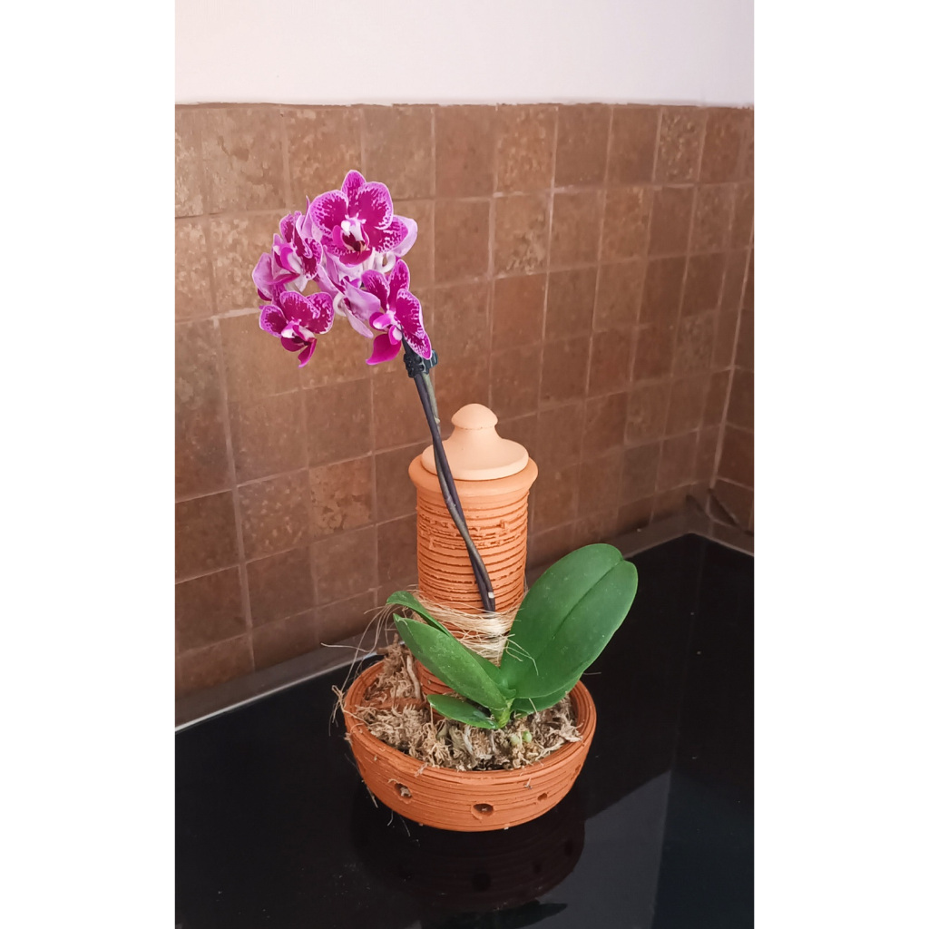 Vaso De Barro  Enraizador Para Oquídea Pau de Barro Autoirrigável Cerâmica