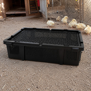 Caixa Transporte Pintinho Plástica C/ Tampa Ventilada Granja 40x58x13,5cm