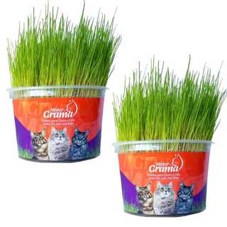Kit 2 Graminhas Mister Para Gatos Digestão Saúde intestinal
