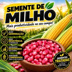 Semente de Milho para Pamonha, Cural e Milho Cozido