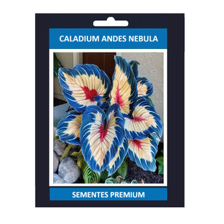 Caladium Andes Nebula 100 sementes com manual de cultivo Premium