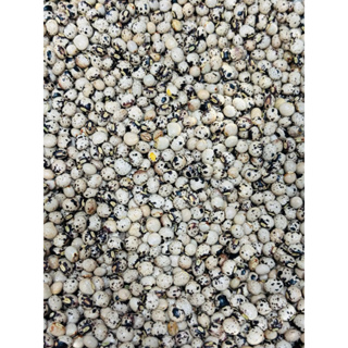 Feijão Andu - Grãos Selecionados em Oferta na Shopee