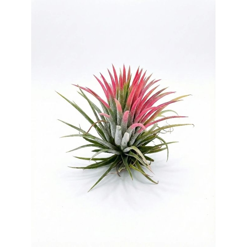 Tillandsia Ionantha Pequena