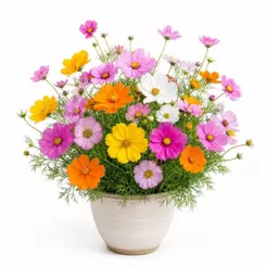 Semeie: Sementes de Cosmos de Jardins Cosmea. flores deslumbrantes para horta caseira
