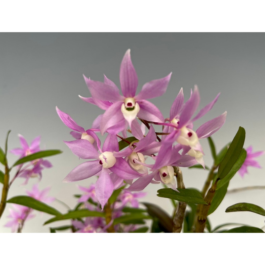 Orquidea Dendrobium Hercoglossum