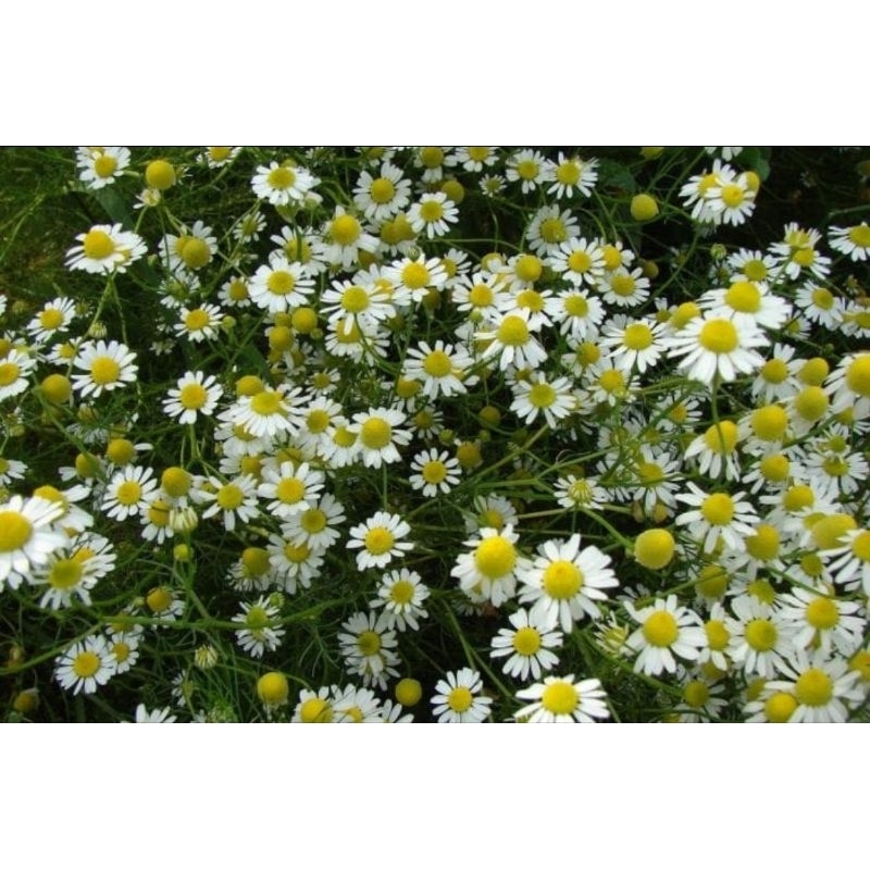 Feno com Camomila 500g