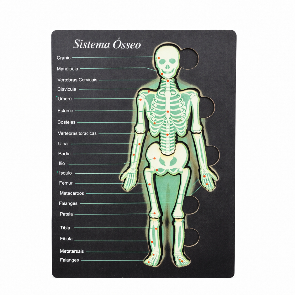 Quebra Cabeça Modelo Esqueleto Humano Educativo Para Estudo Anatomia
