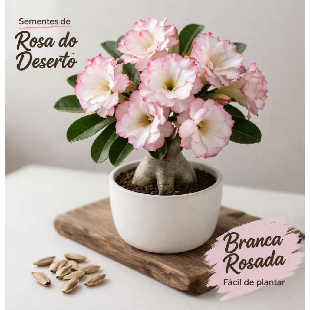 Sementes de Rosa do Deserto Branca e Rosa Adenium Planta Ornamental Para Decoração de Jardim