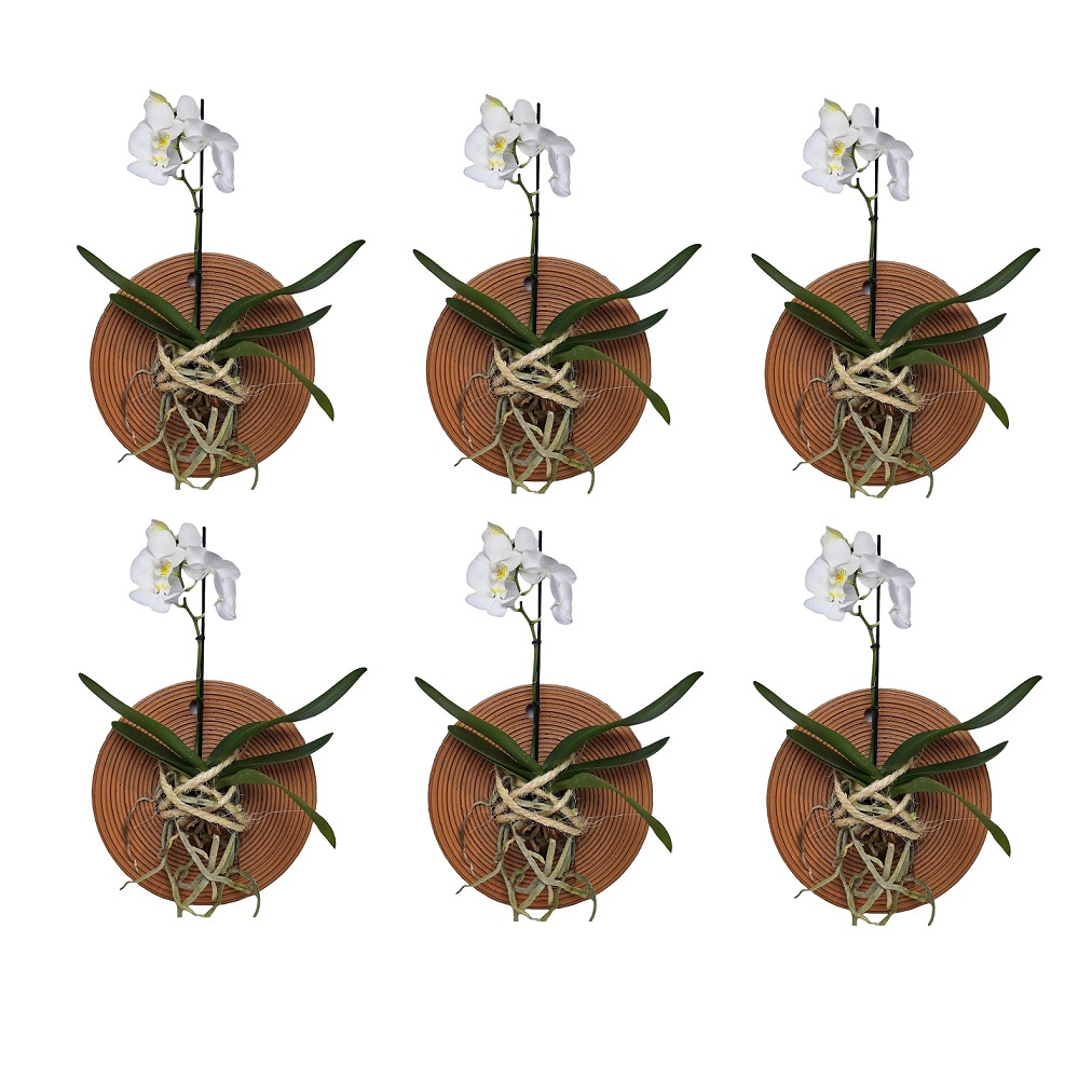 6 Pratos Vaso de Barro Para Orquidea Mandala Enraízador
