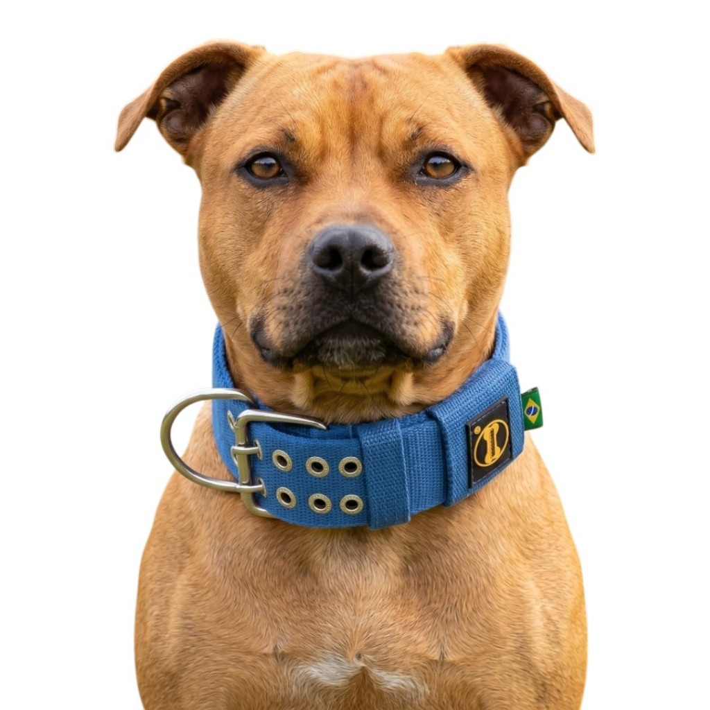 Coleira Grande Cor Azul Pitbull Cachorro Amorosso Reforçado Dogue Dogo Mastiff Resistente Dobermann