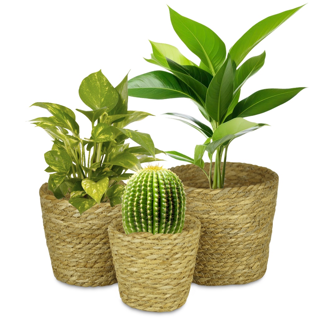 Kit Com 3 Vasos Palha Natural Jogo Trio Cachepot Fibra Natural Estilo Vime Decorativo Flores Plantas