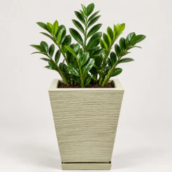 Vaso para Planta Escovado Quadrado com Prato Resistente Decorativo Em Polietileno