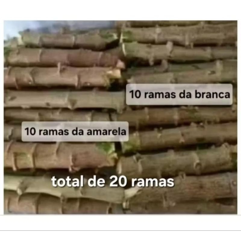 ramas de mandioca total 20 unidades,sendo 10 da mandioca amarela,10 da mandioca branca