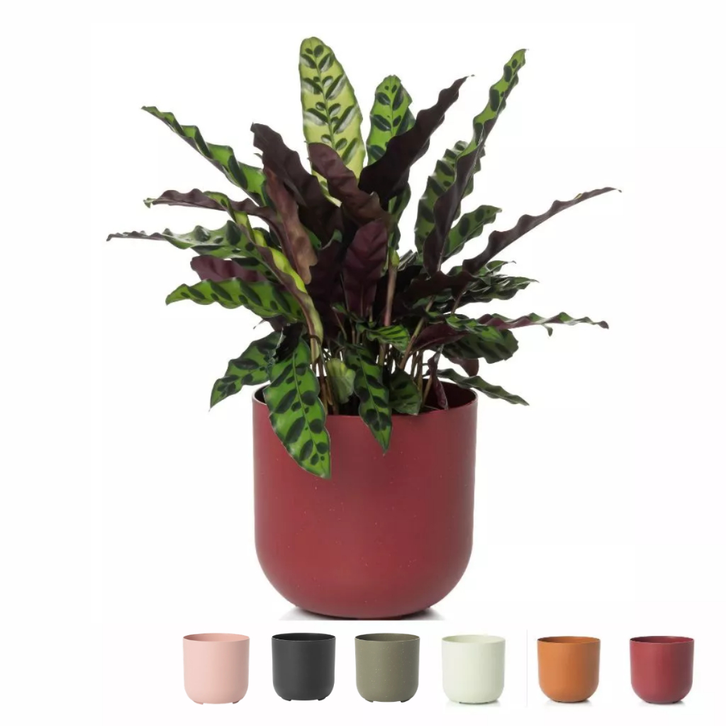 Vaso Cuia Cachepo Decorativo Encaixavel para Plantas Pote 15 e Pote 12