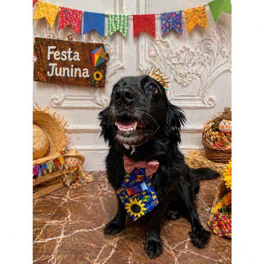 Chapéu Junino Pet + Gravata Pet Regulável Tamanho PP P M G Fantasia Festa Junina Cachorro Luxo