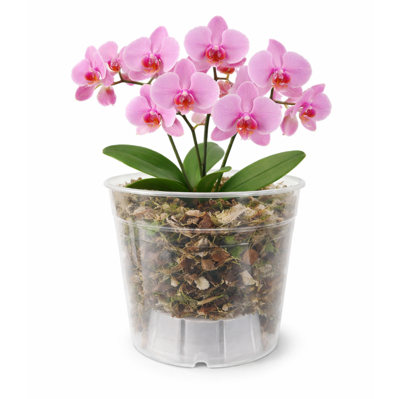 Kit Vaso Pote para Orquideas Transparente Pote 12 Pote 15 Cultivo Nutriplan