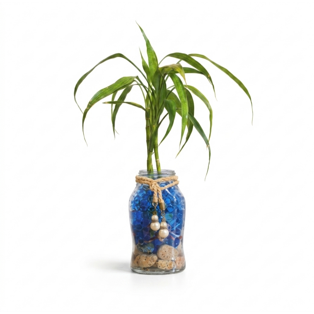 Bambu Da Sorte 3 Hastes Sem Vaso Decoração Feng Shui Minimalismo Prosperidade