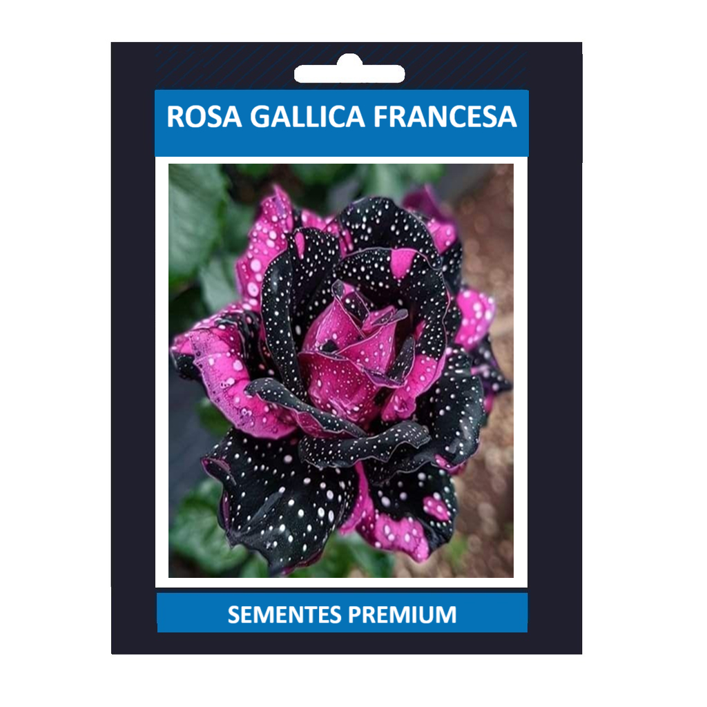 Rosa gallica (Rosa francesa) - 100 sementes com manual de cultivo pronta entrega envio em 24h II