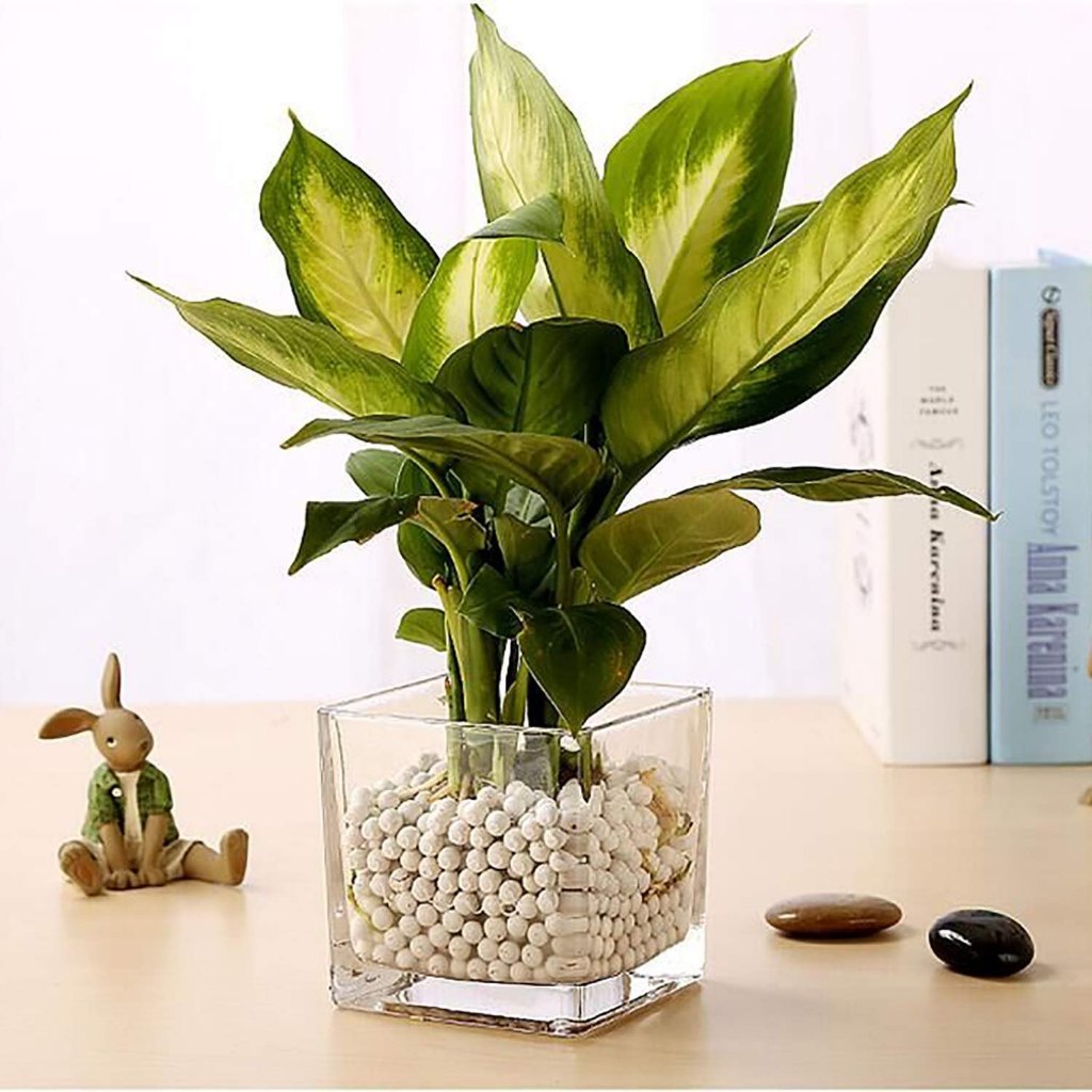 kit até 5 Vaso de Vidro  Quadrado Decoração Para  Plantas Arranjos e Aquários  8x8cm