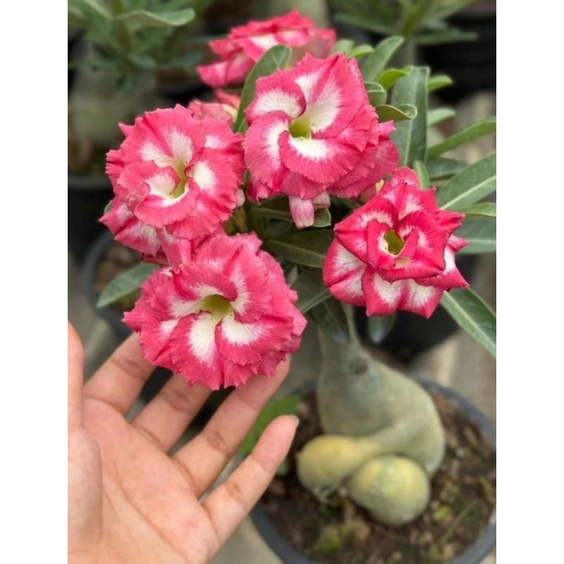 Rosas Do Deserto Canadense Dupla Rara Originais Kit 3 Seeds