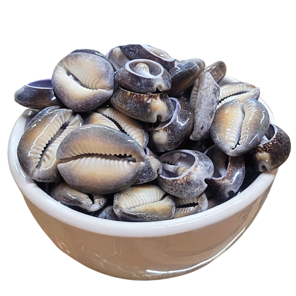 Búzios Africano Aberto - 100g (Aproximadamente 17 búzios) / 300g