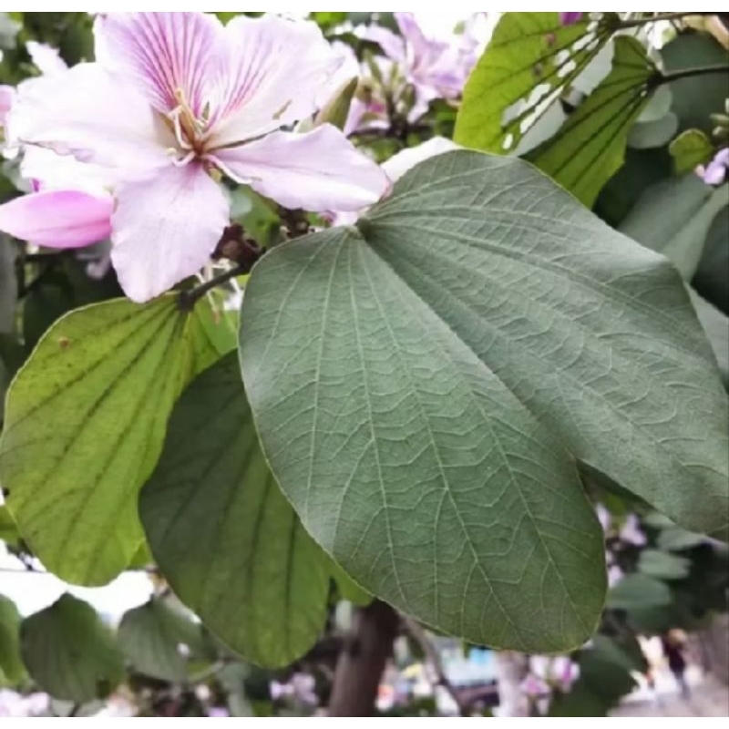 Pata de Vaca (50 folhas frescas)