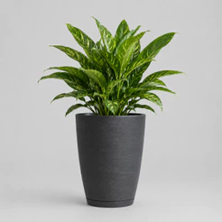 Vaso Para Planta e Flor Decorativo Grande 38x31 Cone Bojo Riscato Grafiato Textura Escovado Luxo com Prato