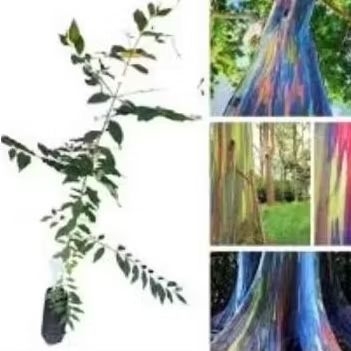 5000 Mil pcs Sementes eucalipto arco íris magic jardins