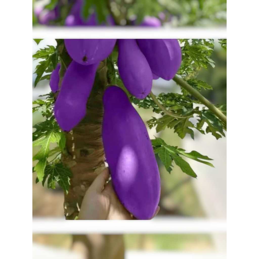 10 Sementes de Mamão Roxo Tailandês – Ideal para Cultivo em Vaso