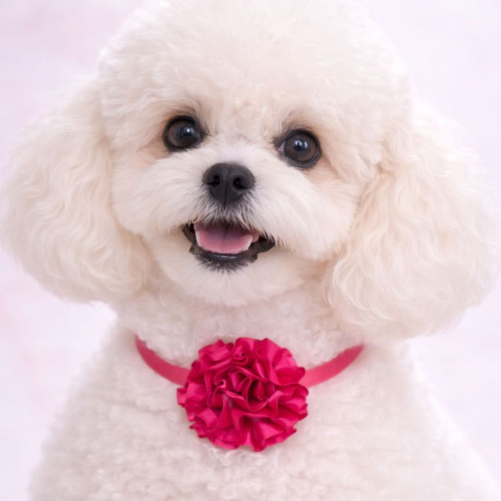 GARGANTILHA Pet Flor Cetim, LAÇO PESCOÇO PET, LACINHOS PET para Cachorros