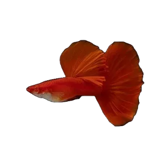 Ração Para Peixes Guppy, Plati, Espada, Molinésia, Betta, Neon, Killifish 45% De Proteina Compre 1 e Ganhe 1