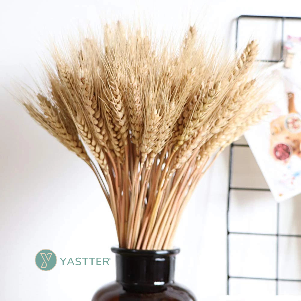 Trigo Seco para Decoração - Arranjos, | 120 Hastes Flores Desidratadas e Vaso Decorativo