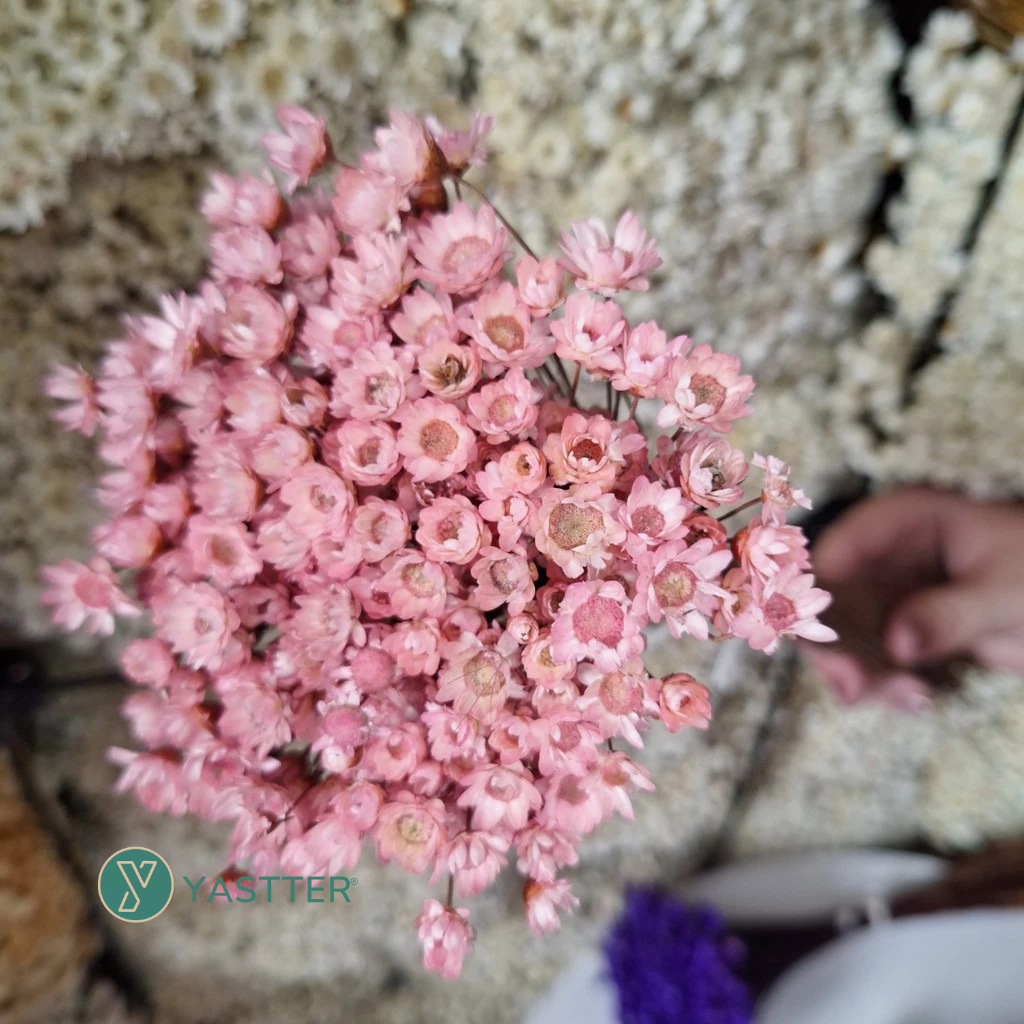 Flor Sempre Viva 200/400/800 Flore Secas e Desidratadas - Cor Rosé | Decoração, Arranjo e Buquê em Oferta na Shopee