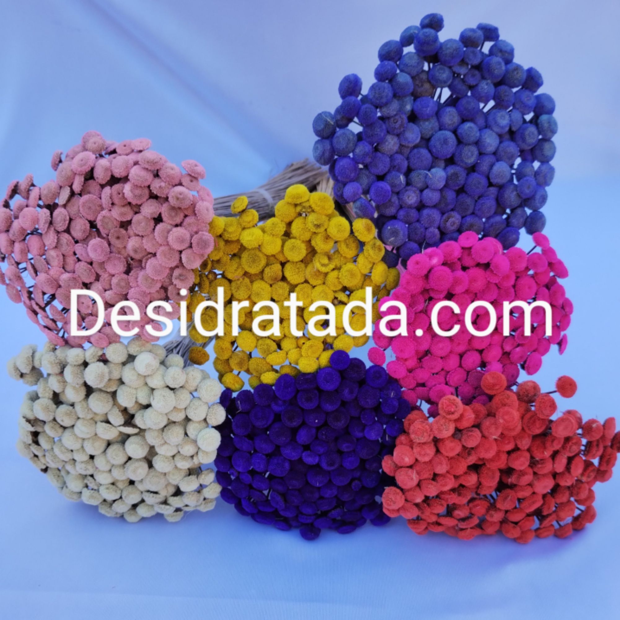 FLORES DESIDRATADA.COM