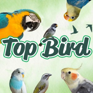Top Bird