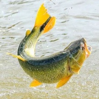 DOURADO PESCA