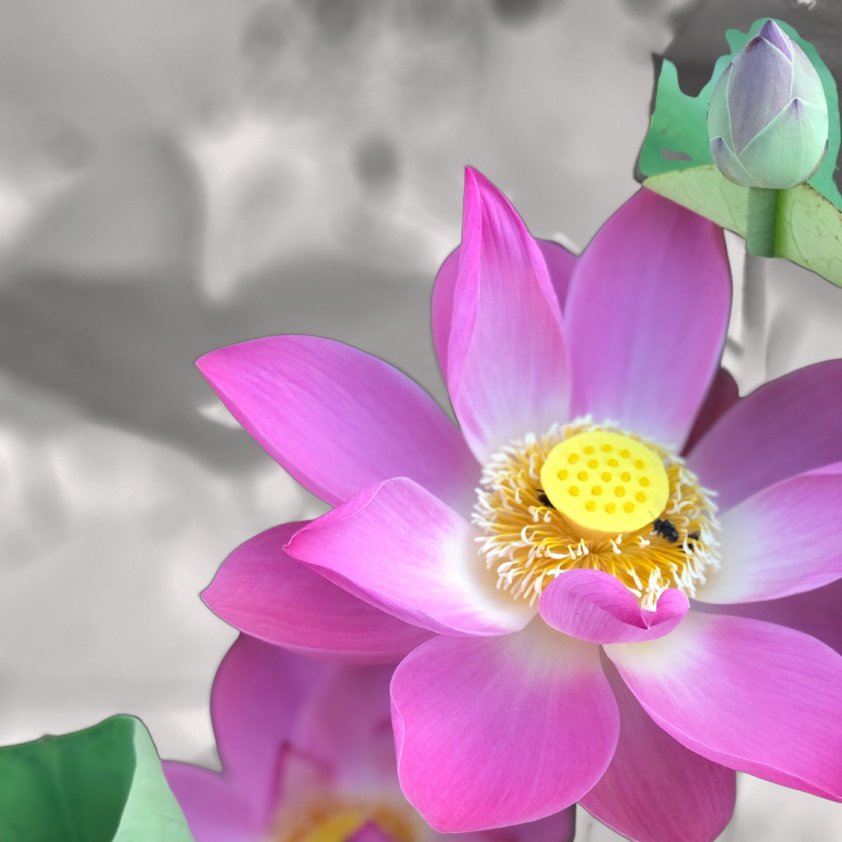 My Lótus Flower